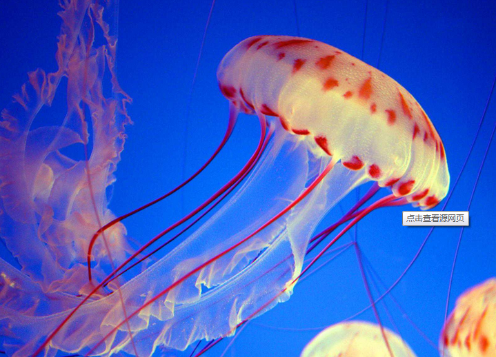 水母及其它浮游動物